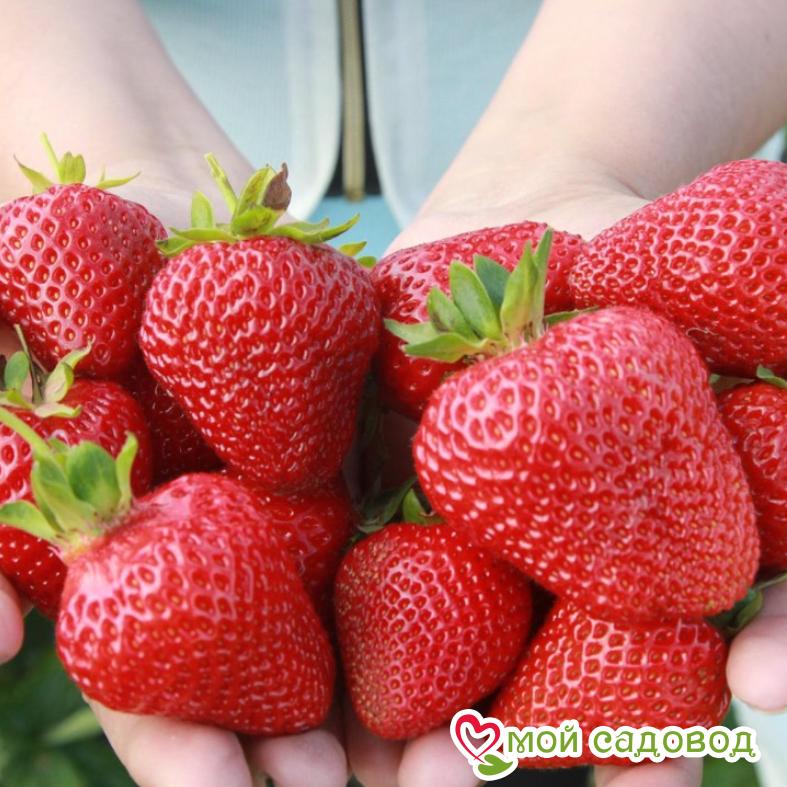 Клубника Розана