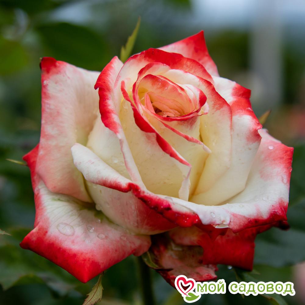 Роза Императрица Фарах