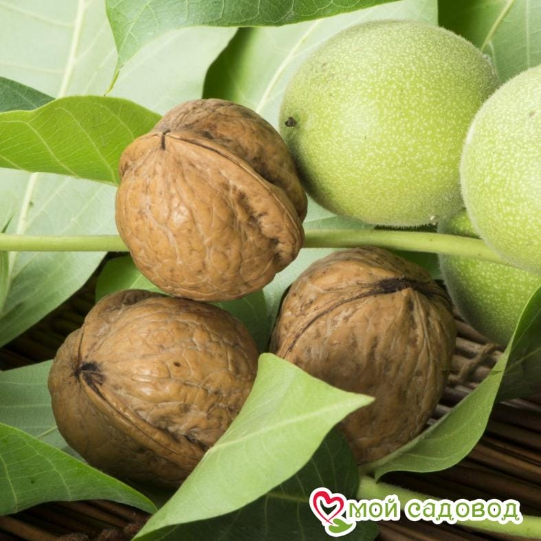 Орех Грецкий Астаховский