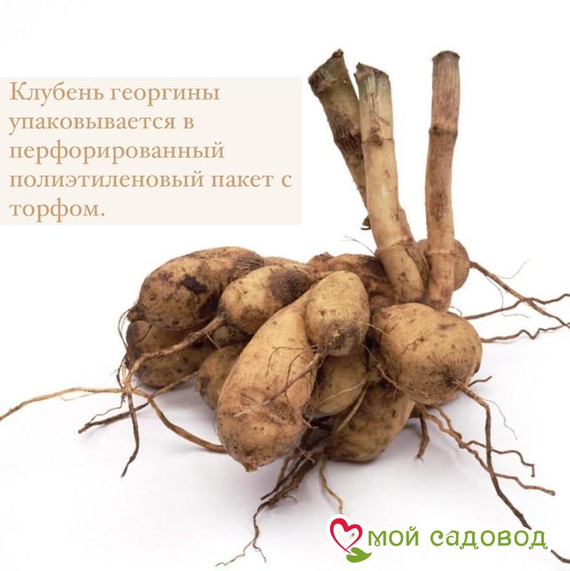 ГЕОРГИНА Акита (AKITA)