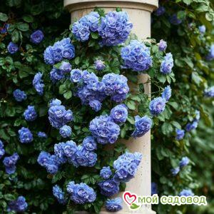 Роза плетистая Блю Перпл