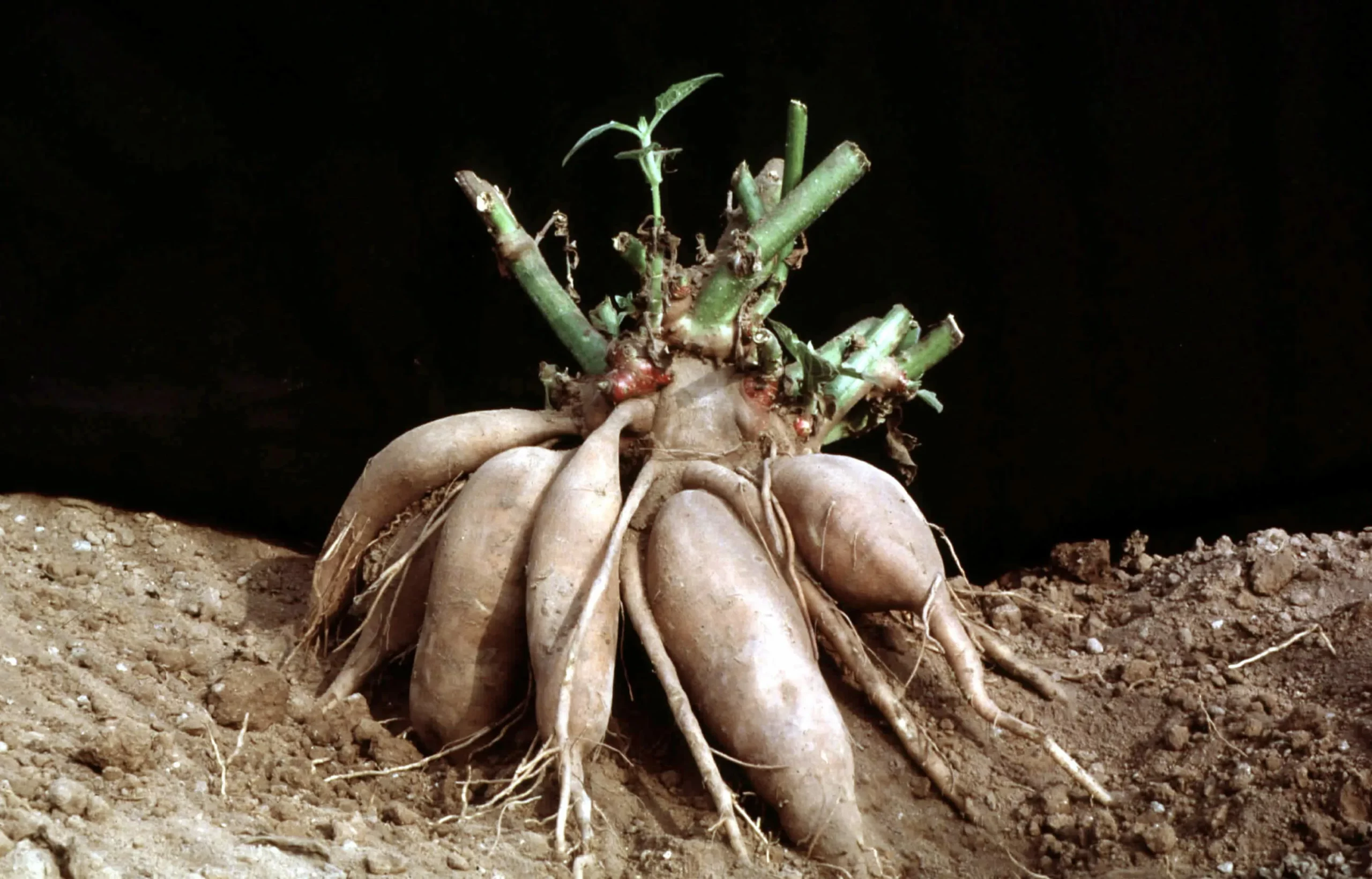 Георгин Вуцапо